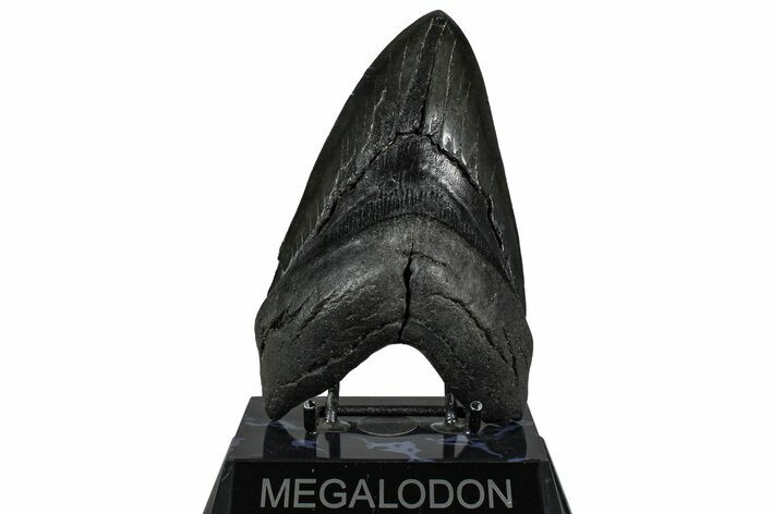 Serrated, Fossil Megalodon Tooth - South Carolina #360777